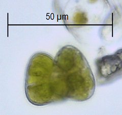 Staurastrum punctulatum