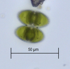 Staurastrum punctulatum