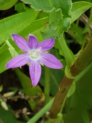 Triodanis biflora