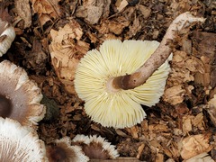 Leucoagaricus meleagris