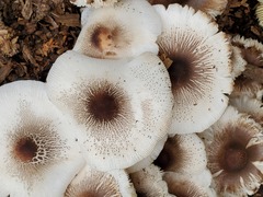 Leucoagaricus meleagris