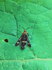 Chamaesphecia euceraeformis