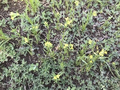 Draba aurea