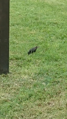 Sturnus vulgaris