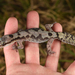 Robust Velvet Gecko - Photo (c) Dash Huang, some rights reserved (CC BY-NC-SA)