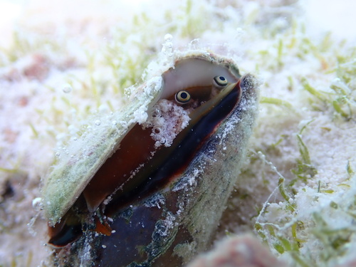 Strombus luhuanus observed 2024-05-19