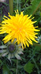 Taraxacum officinale