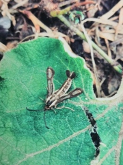 Chamaesphecia leucopsiformis