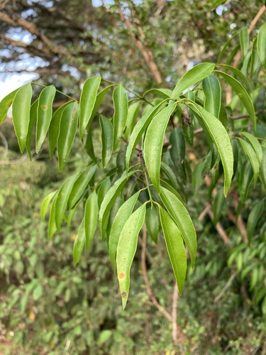 Lemon Rope (Salacia leptoclada)