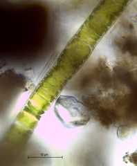 Ulothrix zonata
