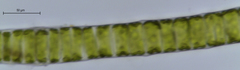 Ulothrix zonata