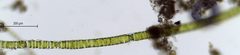 Ulothrix zonata