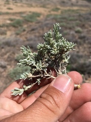 Atriplex corrugata
