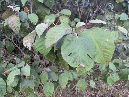 Maputaland Feverberry (Croton steenkampianus)