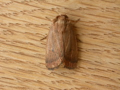 Proteuxoa porphyrescens