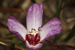 Clarkia franciscana