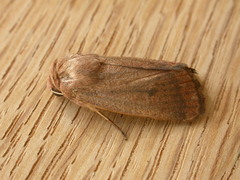 Proteuxoa porphyrescens