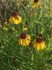 Helenium amarum badium