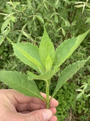 Verbesina occidentalis