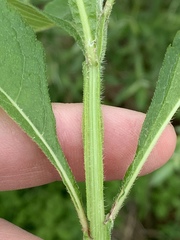 Verbesina occidentalis