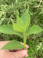 Verbesina occidentalis