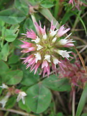 Trifolium physodes