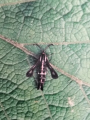 Chamaesphecia leucopsiformis