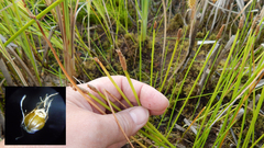 Eleocharis mamillata