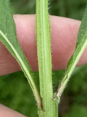Verbesina occidentalis