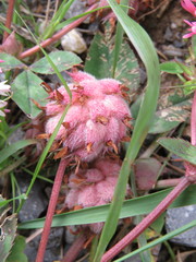Trifolium physodes