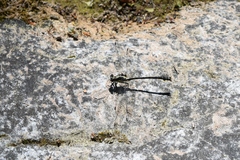 Octogomphus specularis