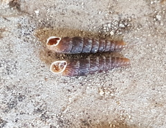 Clausilia