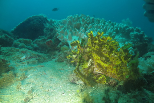 Weedy Scorpionfish