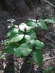 Trillium angustipetalum