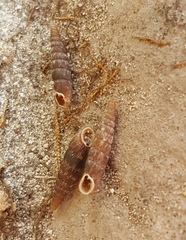 Clausilia