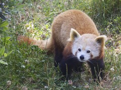 Ailurus fulgens