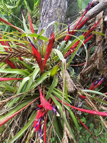 Tillandsia flabellata