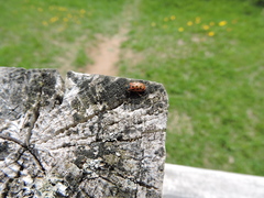 Chrysomela mainensis