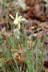 Narcissus triandrus