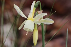 Narcissus triandrus