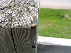 Chrysomela mainensis