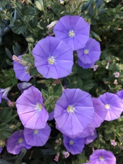 Convolvulus sabatius