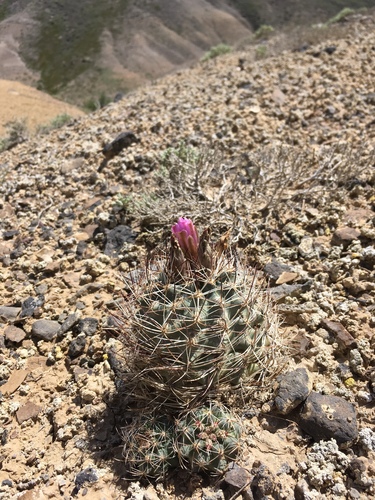 Sclerocactus glaucus