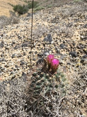 Sclerocactus glaucus