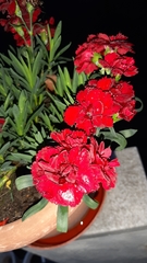 Dianthus caryophyllus