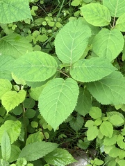 Collinsonia canadensis