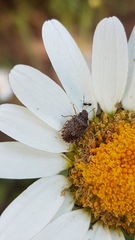 Sciocoris sideritidis
