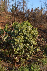Arctostaphylos viscida viscida