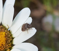 Sciocoris sideritidis