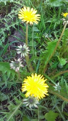 Taraxacum officinale